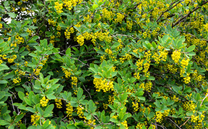 Berberis Vulgaris